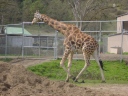 Wandering giraffe at Wildlife Safari