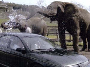 Elephant Car Wash at Wildlife Safari